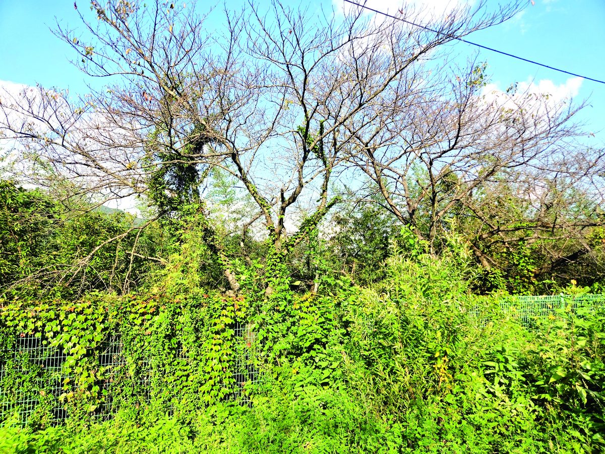 p10_a38_i01.jpg